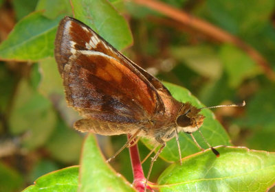 Poanes zabulon; Zabulon Skipper; female