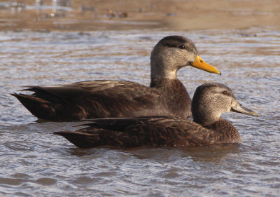 American Black Duck pair