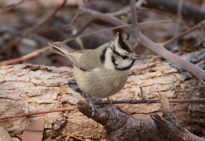 Bridled Titmouse