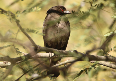 Bronzed Cowbird; female