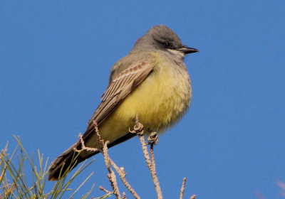 Cassin's Kingbird