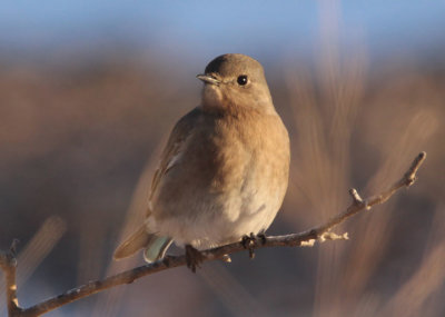 Mountain Bluebird; female 
