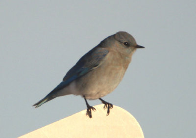 Mountain Bluebird; young male 