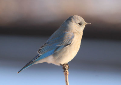 Mountain Bluebird; young male 