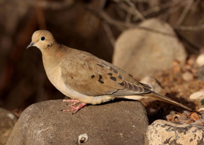 Mourning Dove