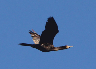 Neotropic Cormorant 