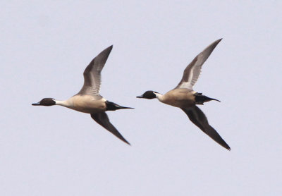 Northern Pintails; males