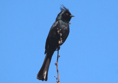 Phainopepla; male