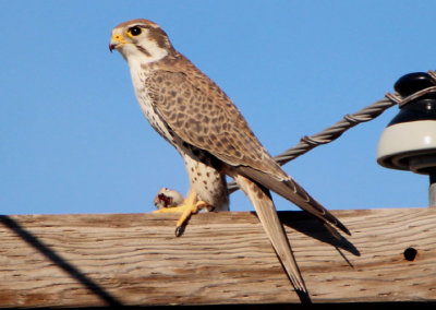 Prairie Falcon