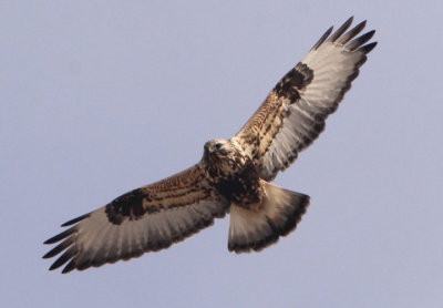 Rough-legged Hawk; light morph