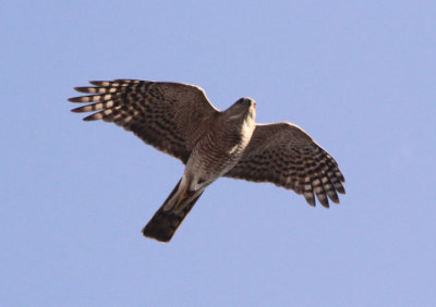 Sharp-shinned Hawk