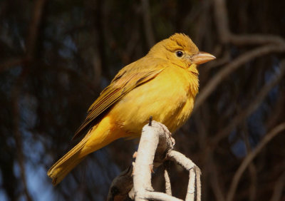 Summer Tanager; female
