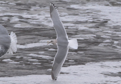 Thayer's Iceland Gull; basic
