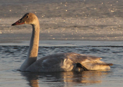 Trumpeter Swan; juvenile