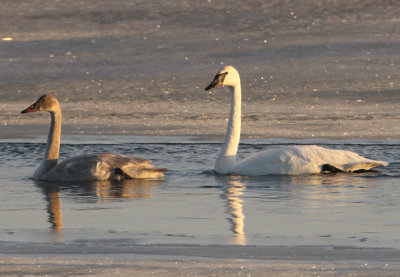 Trumpeter Swans; juvenile and adult