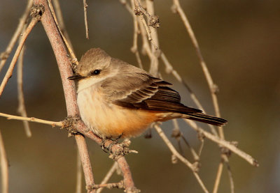 Vermilion Flycatcher; female 