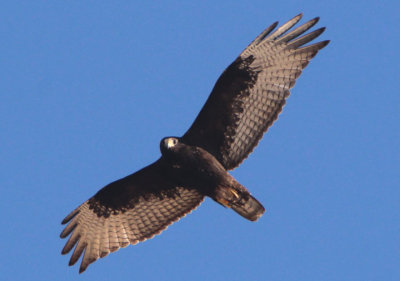 Zone-tailed Hawk; juvenile