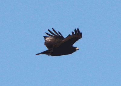 Zone-tailed Hawk; juvenile
