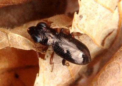 Notiophilus Ground Beetle species