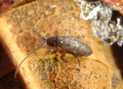 Pogonognathellus Elongate-bodied Springtail species