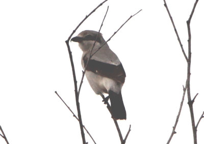 Northern Shrike 