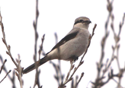 Northern Shrike