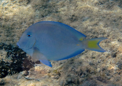 Blue Tang; intermediate phase