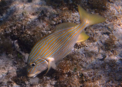 Bluestriped Grunt