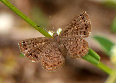 Calephelis Metalmark species