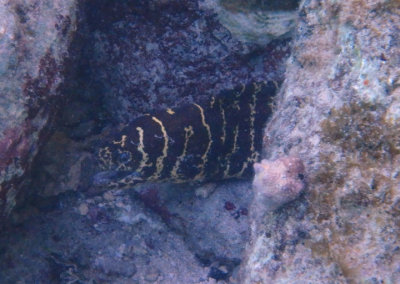 Chain Moray Eel