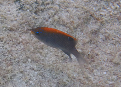 Dusky Damselfish; juvenile