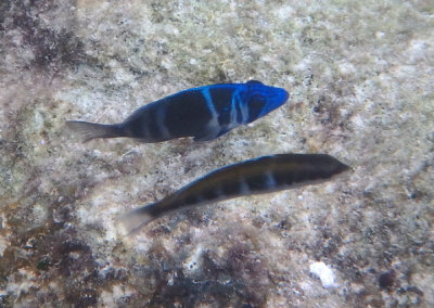 Indigo Hamlet and Bluehead; intermediate phase