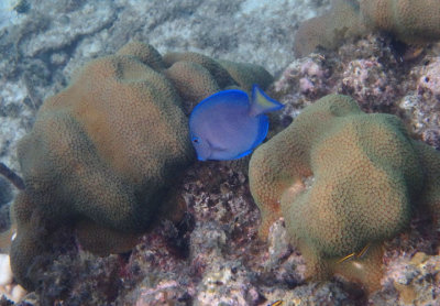 Lobed Star Coral and Blue Tang