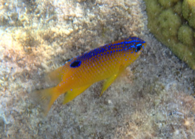 Longfin Damselfish; juvenile