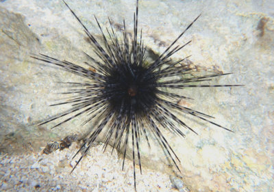 Long-spined Urchin; juvenile