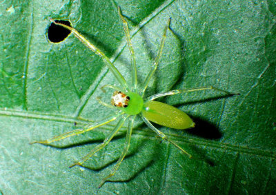 Lyssomanes Jumping Spider species