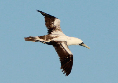 Masked Booby; second year 