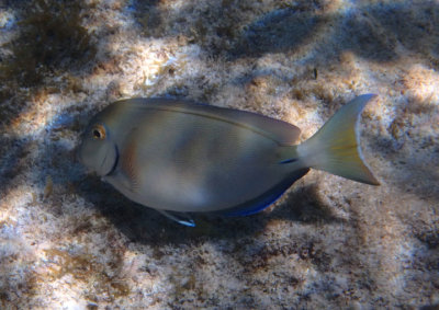 Ocean Surgeonfish 