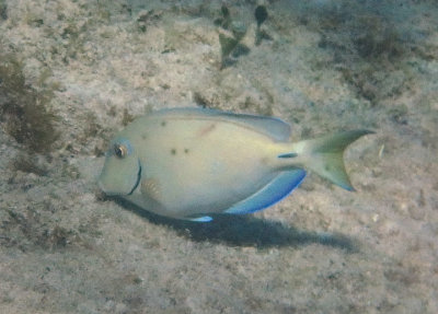 Ocean Surgeonfish