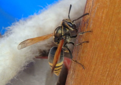 Pachodynerus nasidens/pulverulentus complex; Mason Wasp species