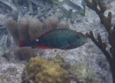 Red-band Parrotfish; initial phase