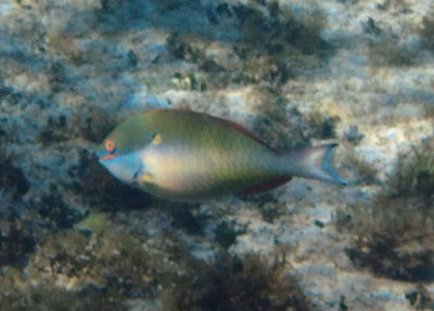 Red-band Parrotfish; terminal phase