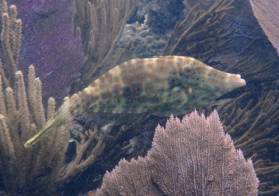 Scrawled Filefish