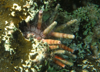 Slate Pencil Urchin