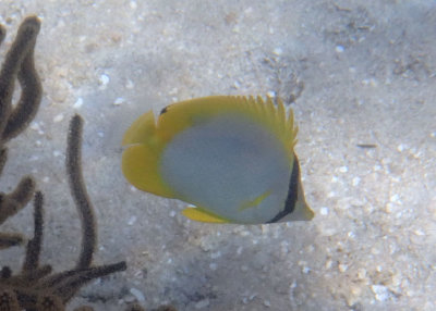 Spotfin Butterflyfish