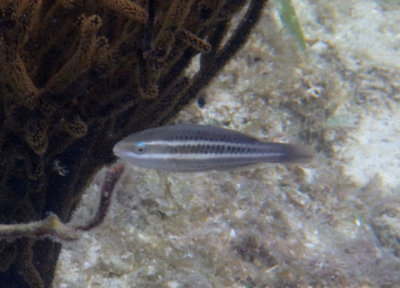 Striped Parrotfish; juvenile