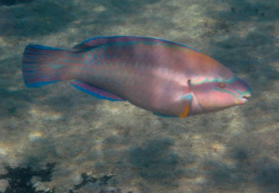 Striped Parrotfish; terminal phase 