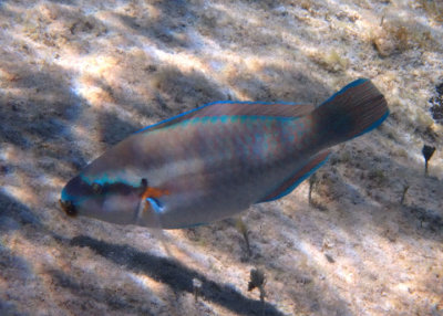 Striped Parrotfish; terminal phase 