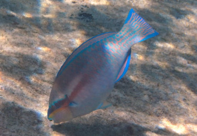 Striped Parrotfish; terminal phase