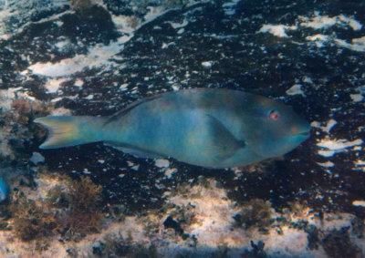Yellowtail Parrotfish; terminal phase